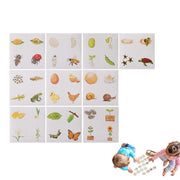 Montessori 3D Wooden Life Cycle Puzzle – Cognitive Educational Toy for Kids | 2 Set Options | Nature Learning Gift